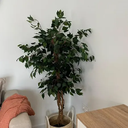 Serena Homes By Livvo *